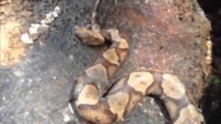 Decapitated copperhead snakes head bites itself [upl. by Nnahs371]