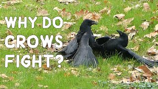 Why do crows fight [upl. by Werna]