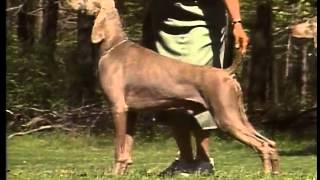 Weimaraner  AKC Dog Breed Series [upl. by Valdas866]