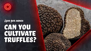 Why Are Truffles So Rare [upl. by Eceined]