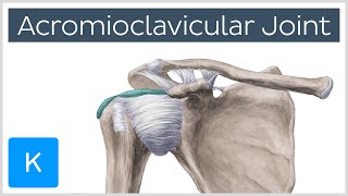 Acromioclavicular Joint  Location amp Function  Human Anatomy  Kenhub [upl. by Gio]