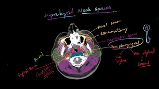 Neck spaces anatomy by Dr Akshaykumar FRCR radiology [upl. by Afatsum]