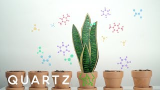 A NASA study explains how to purify air with house plants [upl. by Jenne]