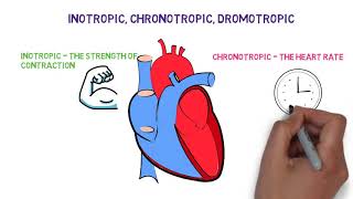 Inotropic chronotropic dromotropic effects of the Heart [upl. by Cottrell]