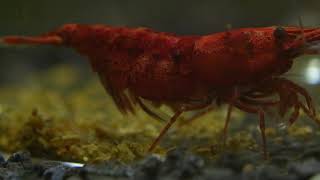 Neocaridina Shrimp Cherry shrimp BirthHatching [upl. by Rind782]