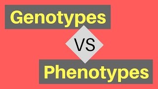 Genotype vs Phenotype  Understanding Alleles [upl. by Pazit645]