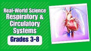 All About the Respiratory amp Circulatory System [upl. by Elok494]