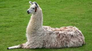 Llama Sounds and Pictures [upl. by Ahseer]