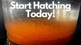 Hatch Brine Shrimp Today  Easiest Cheapest DIY Brine Shrimp Hatchery [upl. by Sclater]