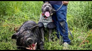 Cane corso vs  Is this the best breed of dog [upl. by Red]