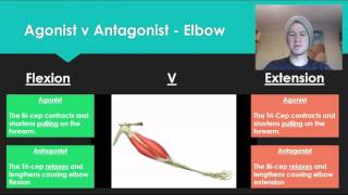 Anatomy 7  Agonist V Antagonist muscle pairs [upl. by Legir]