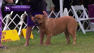 Dogues de Bordeaux  Breed Judging 2021 [upl. by Tarah]