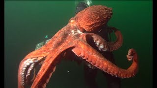 Facts The Giant Pacific Octopus [upl. by Eserrehs669]