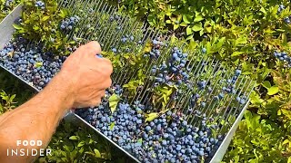 Farm Handpicks 2000 Pounds Of Blueberries A Day  Food Insider [upl. by Hazem845]