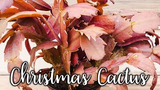 What Causes Christmas Cactus Thanksgiving Holiday Leaves To Change Color  JoyUsGarden [upl. by Ronal]