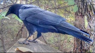 Crow Calling Close Up [upl. by Ajiram289]