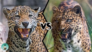 JAGUAR VS LEOPARD  PART II  Who would win [upl. by Rosalinde871]