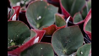 BEGONIA PROPAGATION — Ep 039 [upl. by Anaerb]