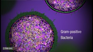 Penicillin and Antibiotic Resistance from PDB101 [upl. by Mei133]