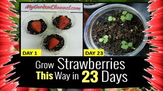 How To Grow Strawberries In Just 30 DAYS [upl. by Eilsek]