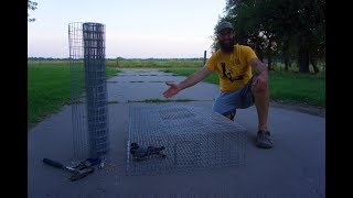 How to Build a PIGEON TRAP for feral pigeons [upl. by Lerner151]