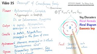 Cruciferae Family  Brassicaceae Family  Floral Formula and Floral Diagram of Cruciferae Family [upl. by Drarig]