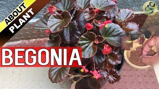 BEGONIA PLANT CARE How to Grow and Propagate Begonia Cuttings  Garden Tips in English [upl. by Skipper400]