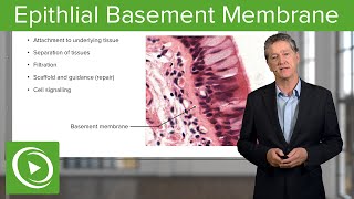 Epithlial Basement Membrane – Histology  Lecturio [upl. by Lassiter]