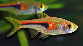 Top 10 Aquarium Fish For Beginners [upl. by Morlee]