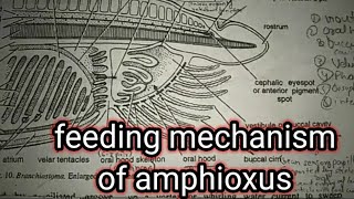 feeding mechanism of amphioxus part 2branchiostomalencet [upl. by Chisholm]