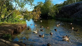 Ducks quacking on a river in the forest [upl. by Clint]