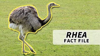 Rhea Facts NOT an Emu nor an Ostrich  Animal Fact Files [upl. by Aeret]