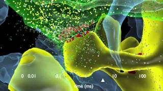 How Synapses Work [upl. by Ahcarb]