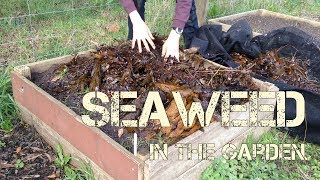 How amp Why I Use Seaweed in the Garden [upl. by Annavas776]