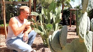 Growing THE BEST EDIBLE CACTUS [upl. by Jermyn860]