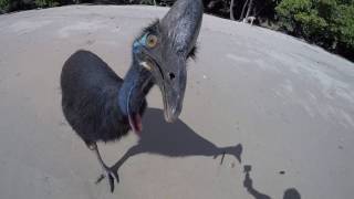 Wild Cassowary Chases Girl on the Beach [upl. by Eelaras45]