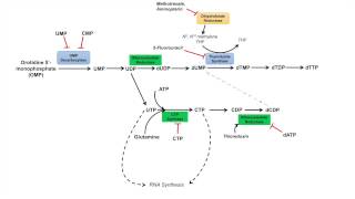 Pyrimidine Synthesis and Salvage Pathway [upl. by Aiclef]