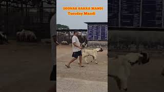 Deonar Bakra Mandi Live Updates Tuesday Mandi [upl. by Basilius112]