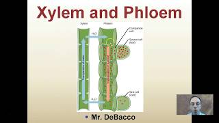 Xylem and Phloem [upl. by Elliot]