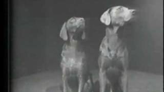 William Wegman Two Dogs amp Ball [upl. by Domph]