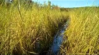 Wild Rice harvest and preparation from the waters of Maine [upl. by Martinez]