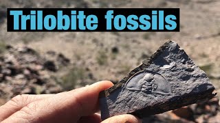 Finding Trilobite Fossils [upl. by Caundra]