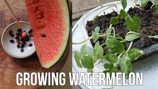 How To Grow Watermelon From Seed At Home [upl. by Adohr382]