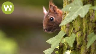 Les animaux sauvages de nos forêts  Un voyage des Vosges du Nord à lIledeFrance [upl. by Adelind892]