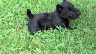 Scottish Terrier Puppies at Four Weeks  and Pepper [upl. by Nalyk]