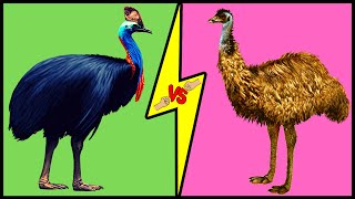 CASSOWARY vs EMU Comparison Who Would Win a Fight [upl. by Bellina198]