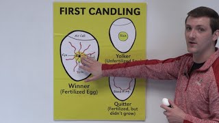 4H Embryology Day 7 Candling Classroom Presentation [upl. by Revell]