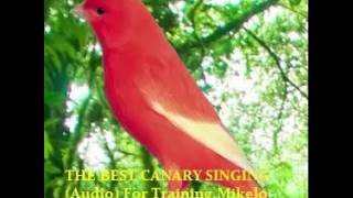 THE BEST CANARY SINGING Audio For Training  Serinus canaria [upl. by Thais]