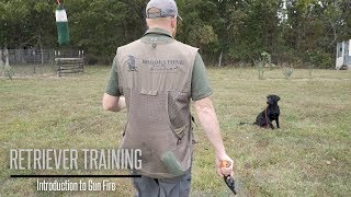 Introduce Your Labrador to Gunfire  Hunting Dog Training [upl. by Kentigera]