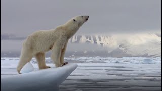 Best Polar Bear Moments  Part 1  BBC Earth [upl. by Oxford104]